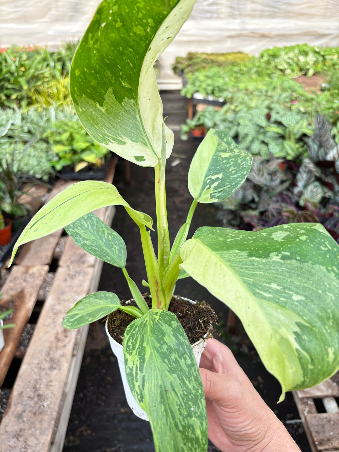 Philodendron Jose Bueno-4" Plant-American Plant Supply