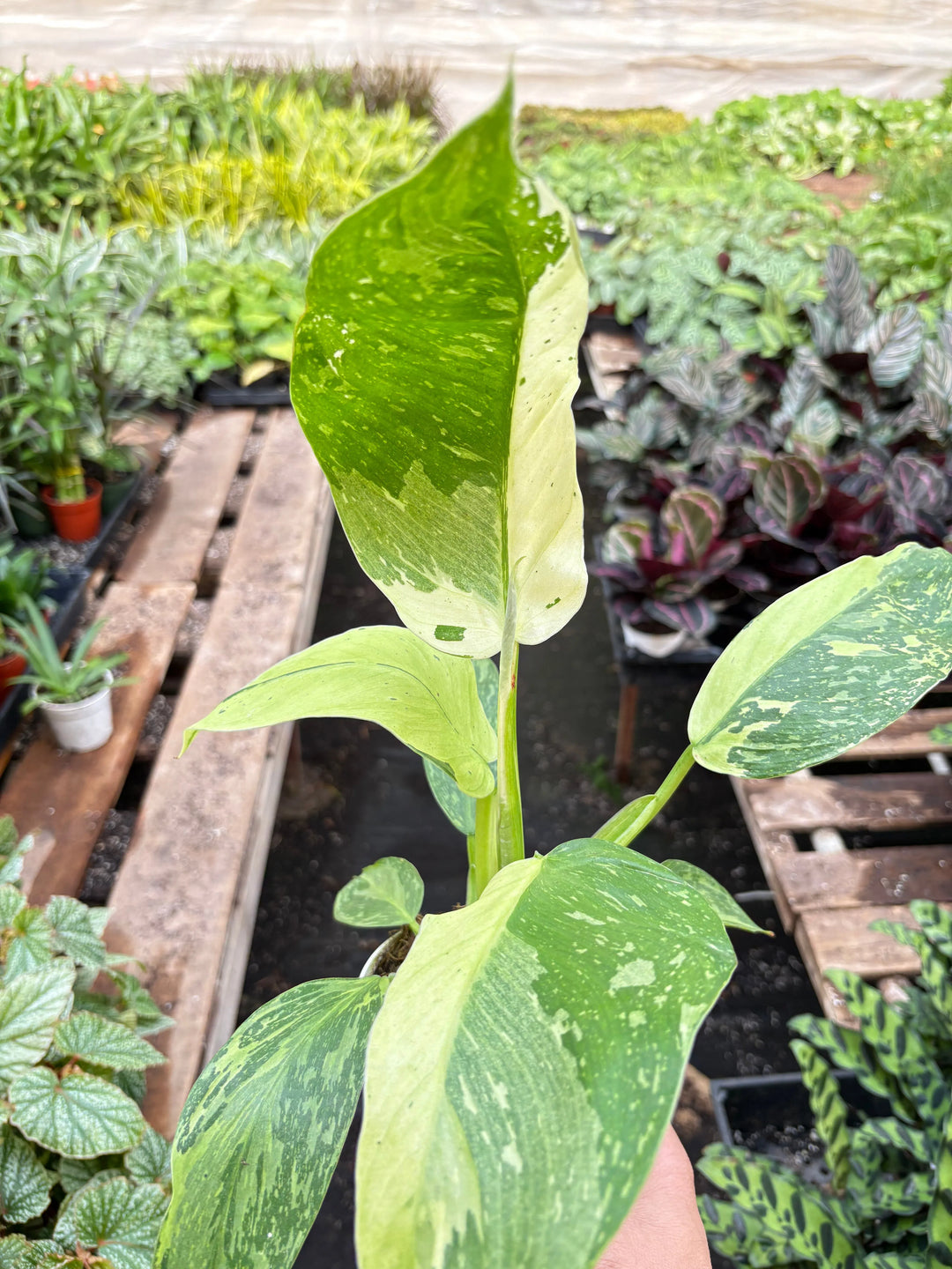 Philodendron Jose Bueno-4" Plant-American Plant Supply