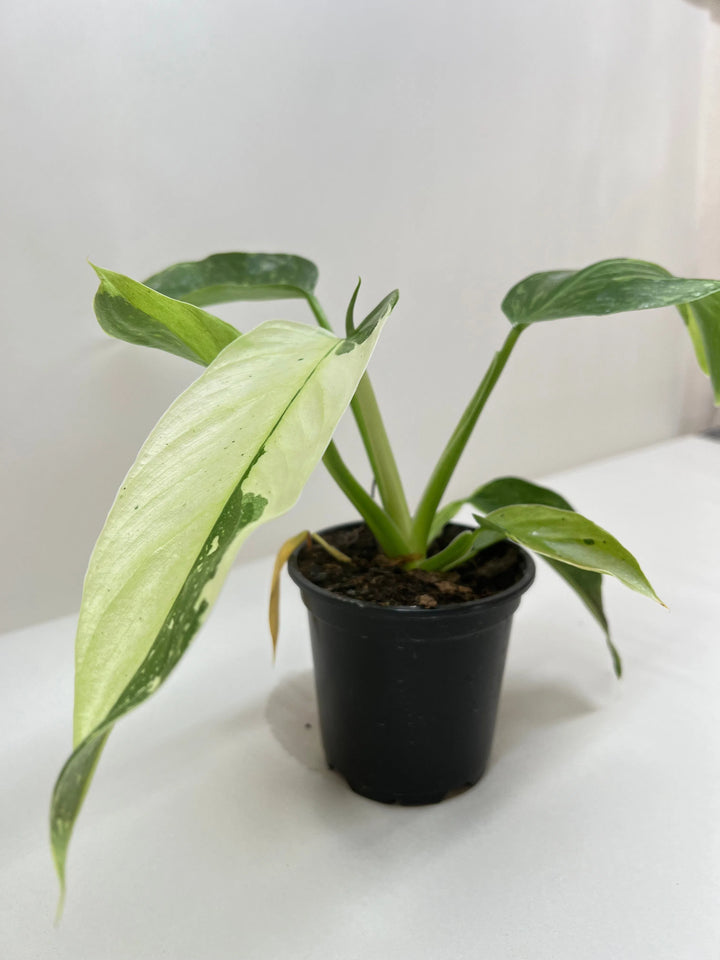 Philodendron Jose Bueno-4" Plant-American Plant Supply