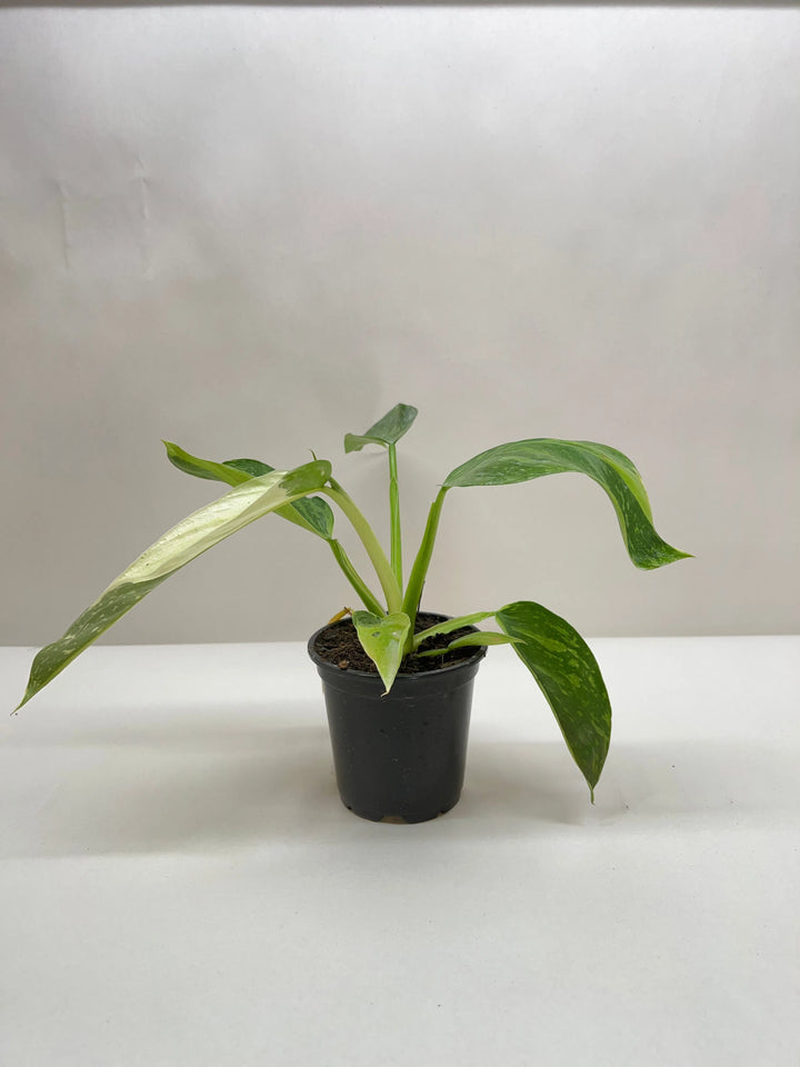 Philodendron Jose Bueno-4" Plant-American Plant Supply