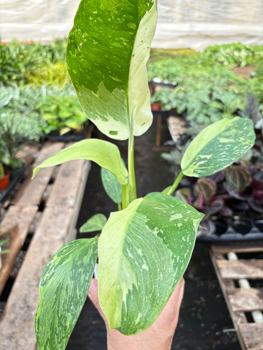 Philodendron Jose Bueno-4" Plant-American Plant Supply