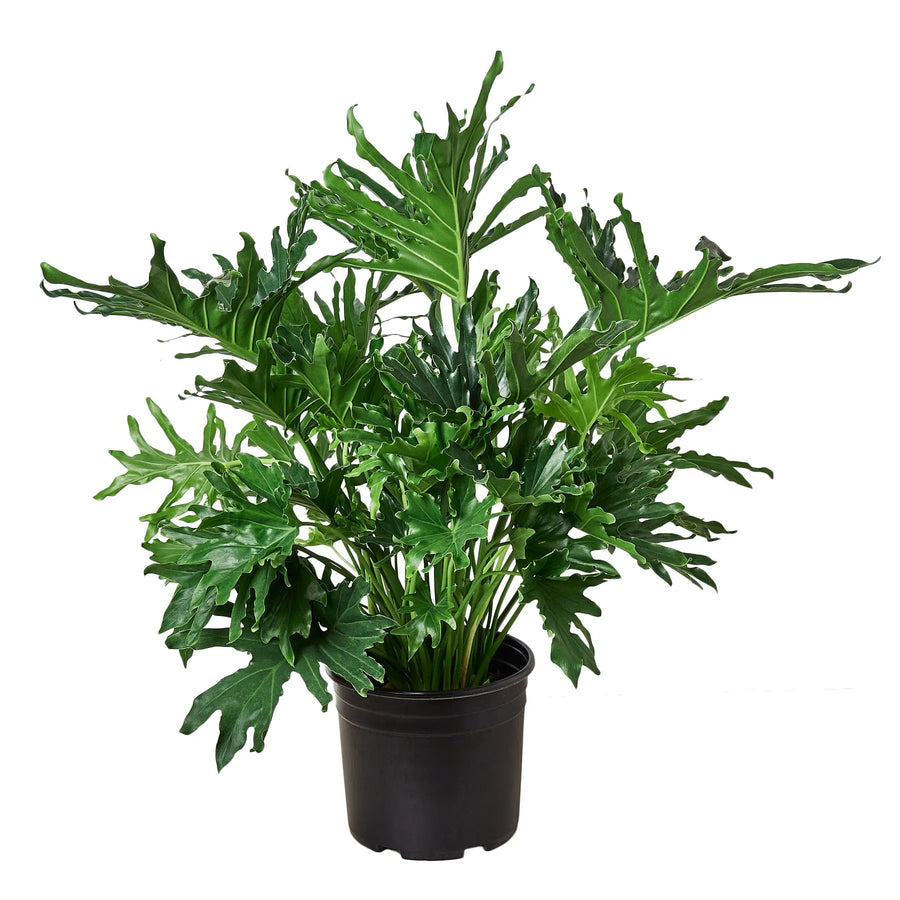 Philodendron ‘Lickety Split'-Default-American Plant Supply