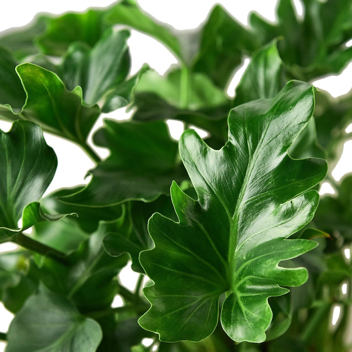 Philodendron ‘Little Hope'-Default-American Plant Supply