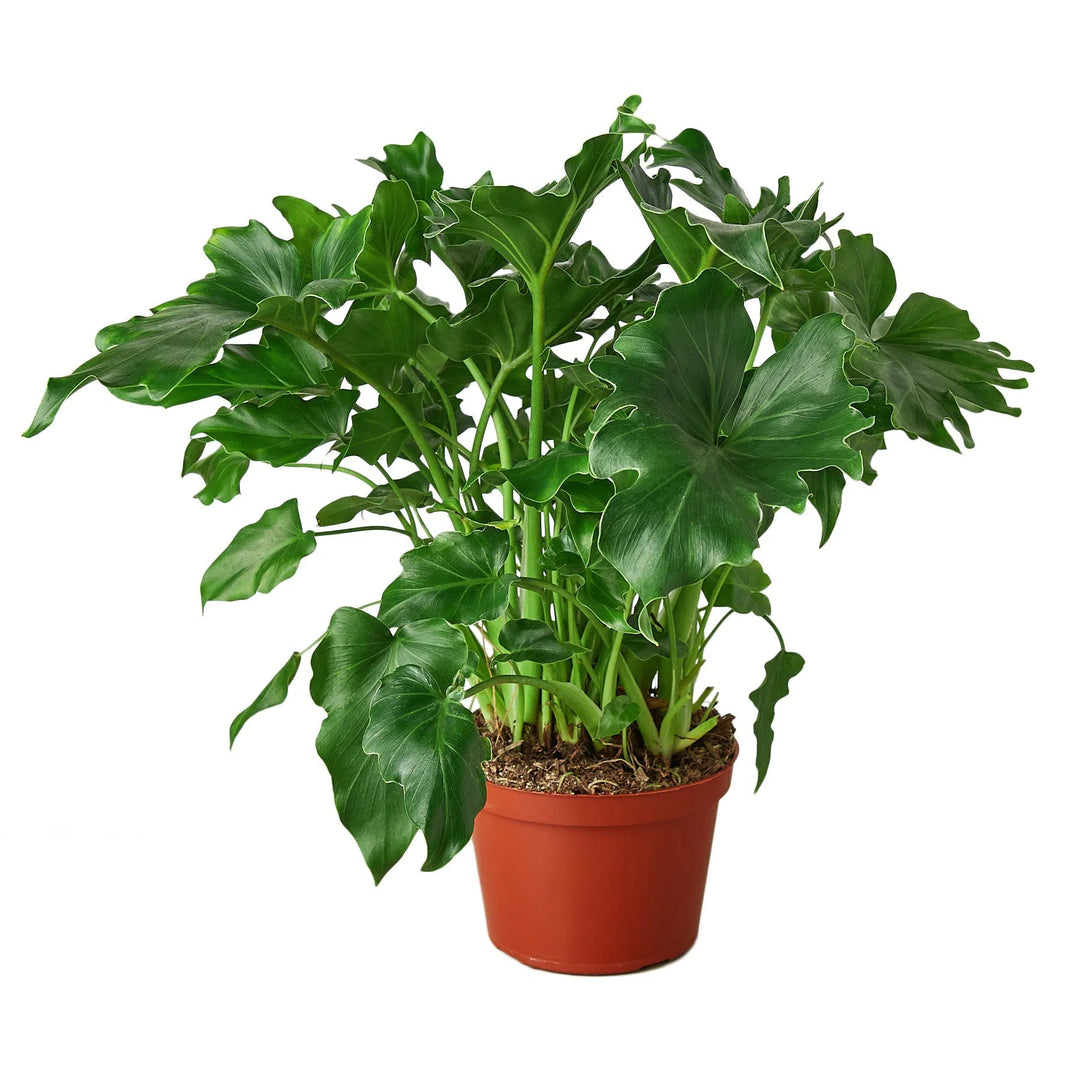 Philodendron ‘Little Hope'-Default-American Plant Supply