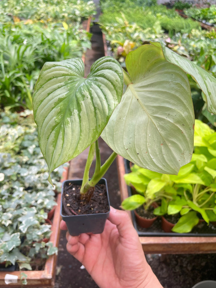 Philodendron 'Mamei'-Indoor Plants-American Plant Supply