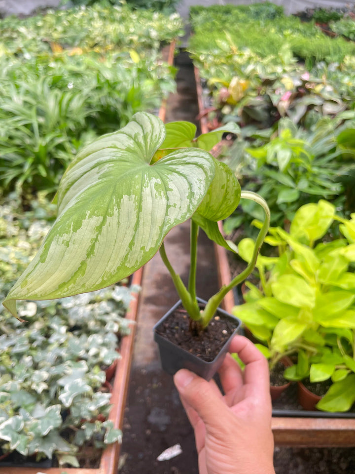 Philodendron 'Mamei'-Indoor Plants-American Plant Supply