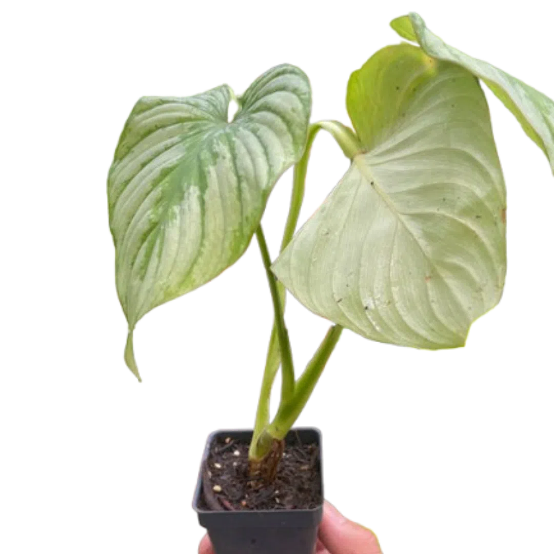 Philodendron 'Mamei'-Indoor Plants-American Plant Supply