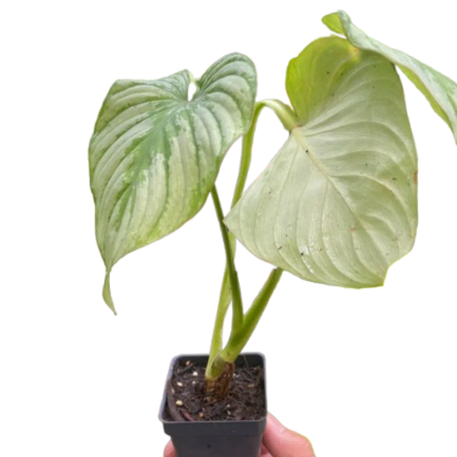 Philodendron 'Mamei'-Indoor Plants-American Plant Supply