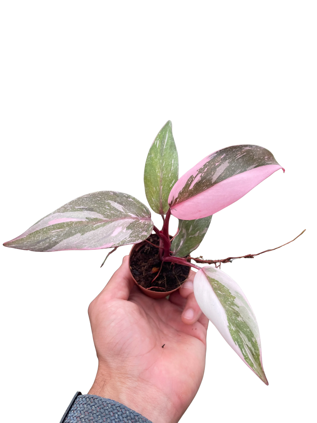 Philodendron 'Marble Pink Princess'-Indoor Plants-American Plant Supply