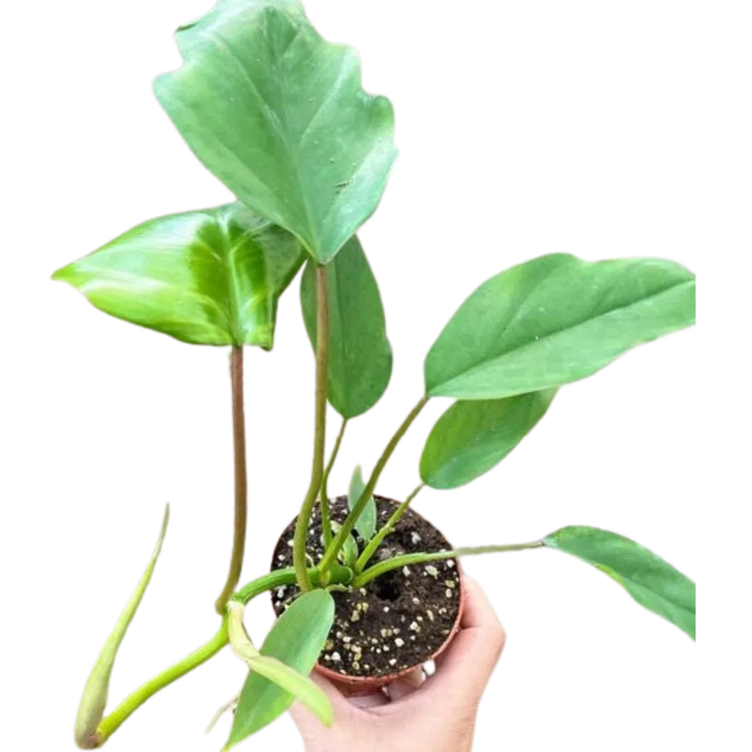Philodendron Mayoi-Indoor Plants-American Plant Supply
