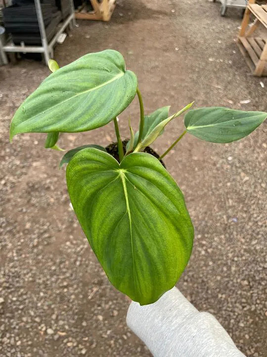 Philodendron 'Mcdowell'-Indoor Plants-American Plant Supply