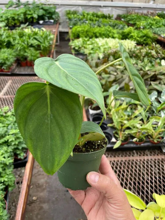 Philodendron 'Mcdowell'-Indoor Plants-American Plant Supply