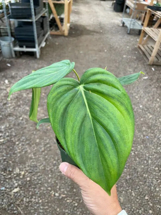 Philodendron 'Mcdowell'-Indoor Plants-American Plant Supply