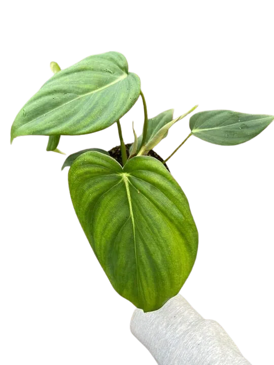 Philodendron 'Mcdowell'-Indoor Plants-American Plant Supply