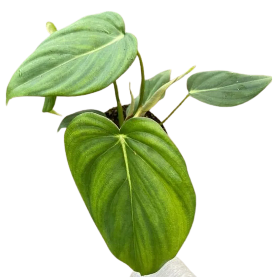 Philodendron 'Mcdowell'-Indoor Plants-American Plant Supply