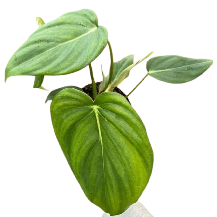 Philodendron 'Mcdowell'-Indoor Plants-American Plant Supply