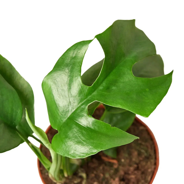 Philodendron Mini Monstera Minima-4" Plant (1pk/$2) ($6 Ship/15oz)-American Plant Supply