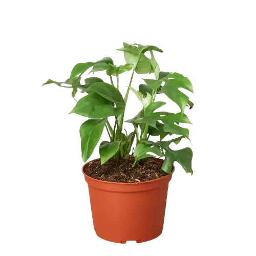 Philodendron Mini Monstera Minima-4" Plant (1pk/$2) ($6 Ship/15oz)-American Plant Supply