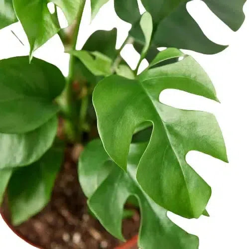 Philodendron Mini Monstera Minima-4" Plant (1pk/$2) ($6 Ship/15oz)-American Plant Supply