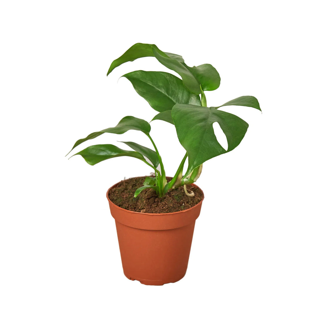 Philodendron Mini Monstera Minima-4" Plant (1pk/$2) ($6 Ship/15oz)-American Plant Supply