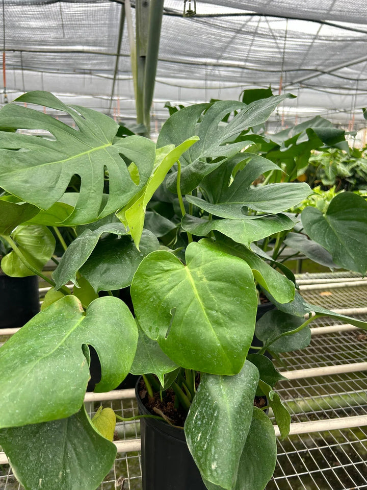 Philodendron Monstera Split-Leaf-4" Plant-American Plant Supply