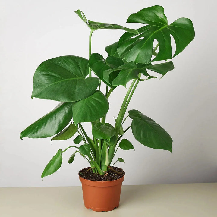 Philodendron Monstera Split-Leaf-4" Plant-American Plant Supply