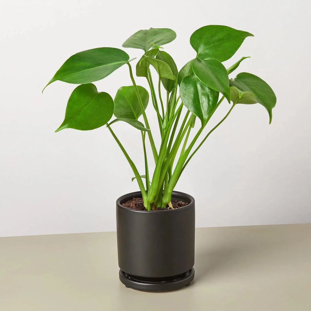 Philodendron Monstera Split-Leaf-4" Plant-4" Pot-Black Cylinder-American Plant Supply