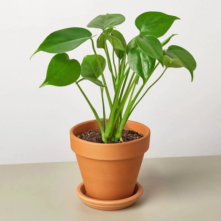 Philodendron Monstera Split-Leaf-4" Plant-4" Pot-Terra Cotta-American Plant Supply