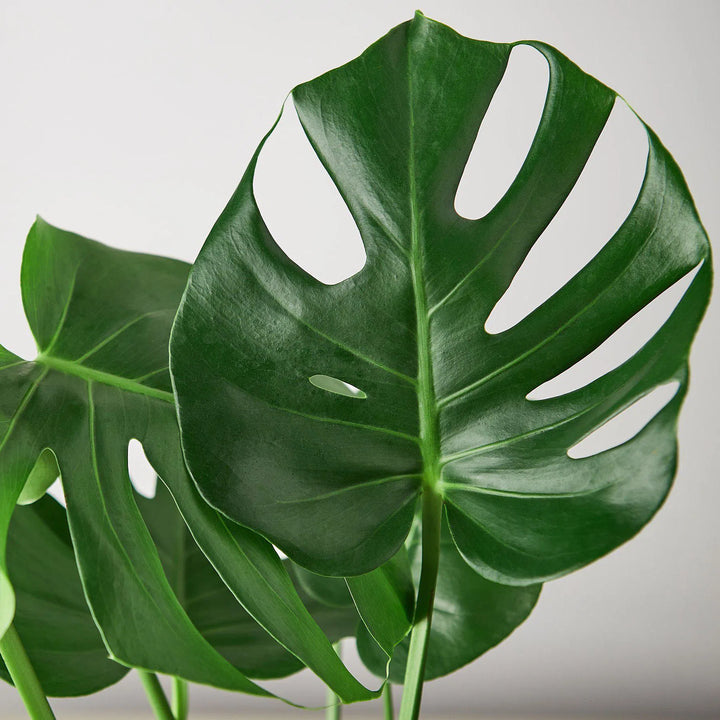 Philodendron Monstera Split-Leaf-4" Plant-American Plant Supply