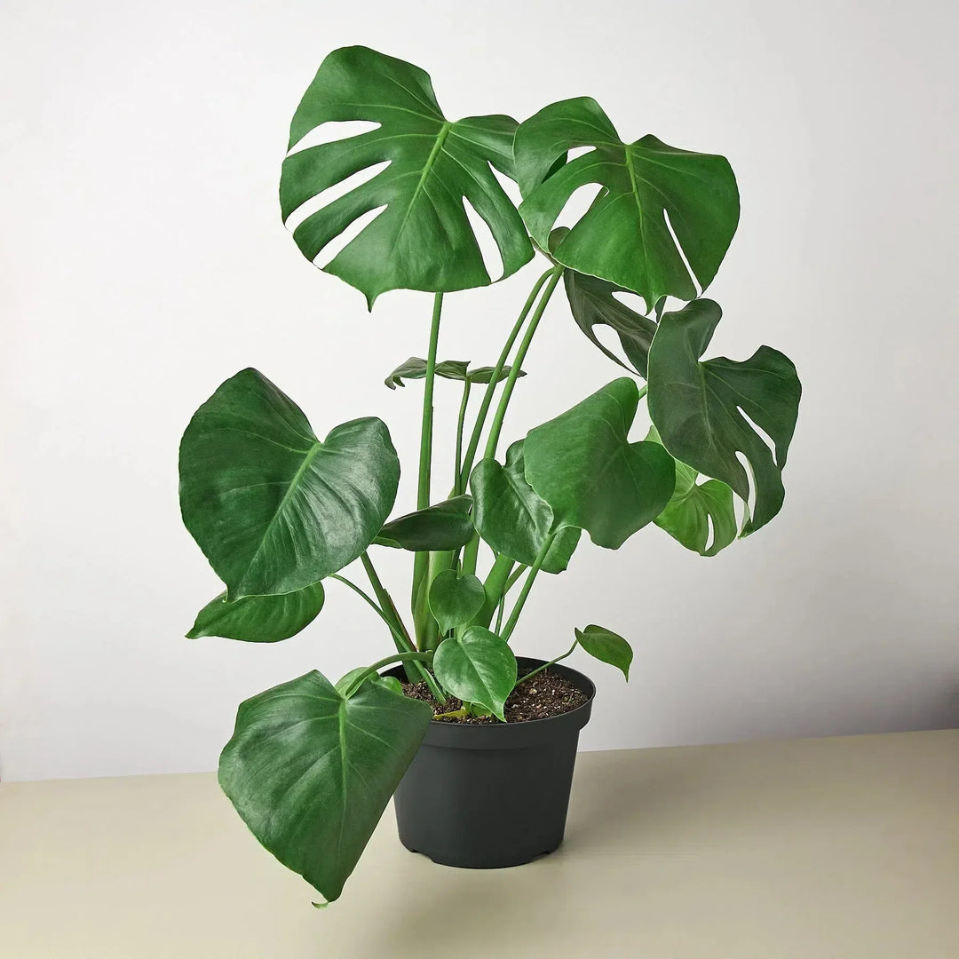 Philodendron Monstera Split-Leaf-4" Plant-American Plant Supply