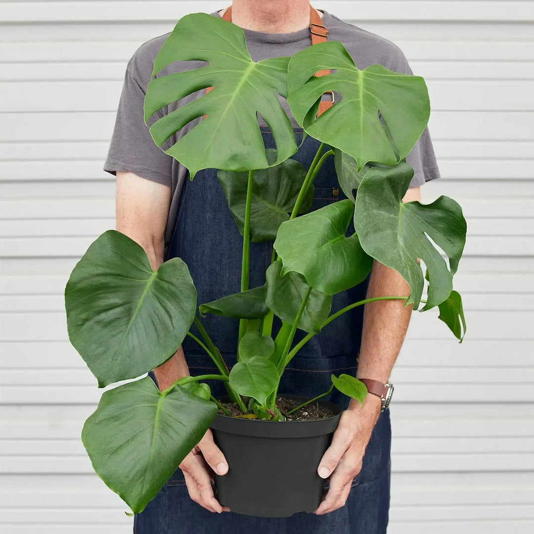 Philodendron Monstera Split-Leaf-4" Plant-American Plant Supply