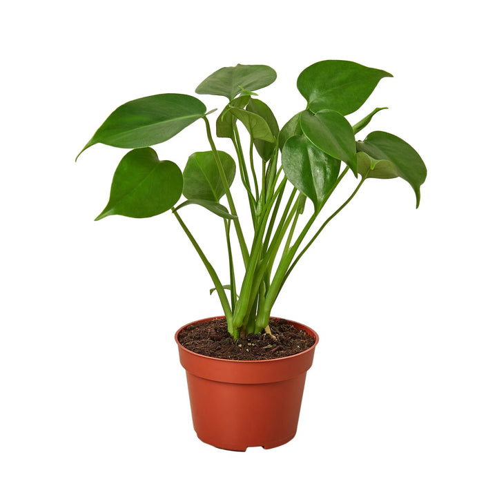 Philodendron Monstera Split-Leaf-4" Plant-American Plant Supply