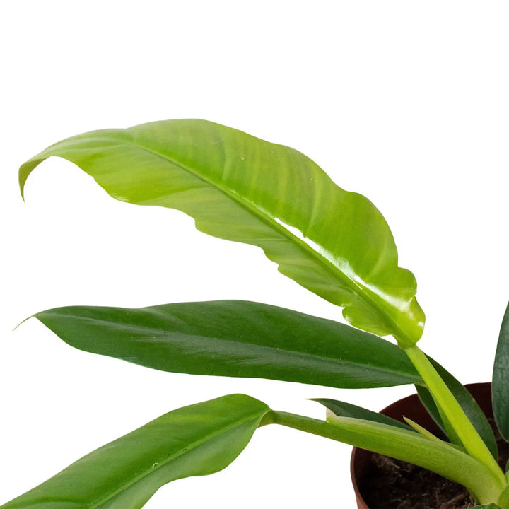 Philodendron 'Narrow Escape'-Indoor Plants-American Plant Supply