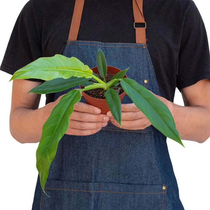 Philodendron 'Narrow Escape'-Indoor Plants-American Plant Supply