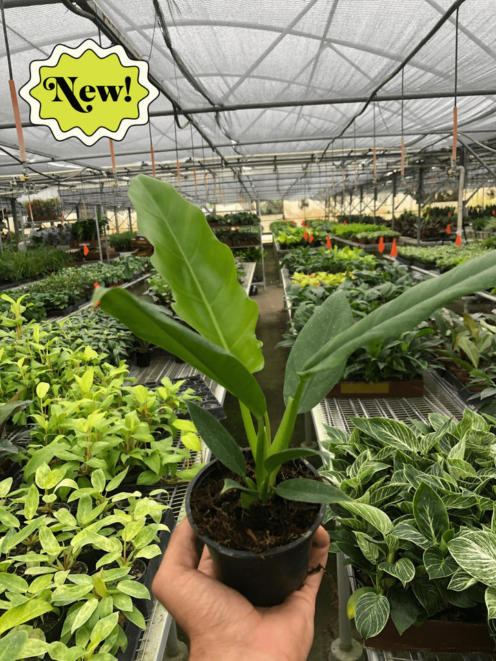 Philodendron 'Narrow Escape'-Indoor Plants-American Plant Supply