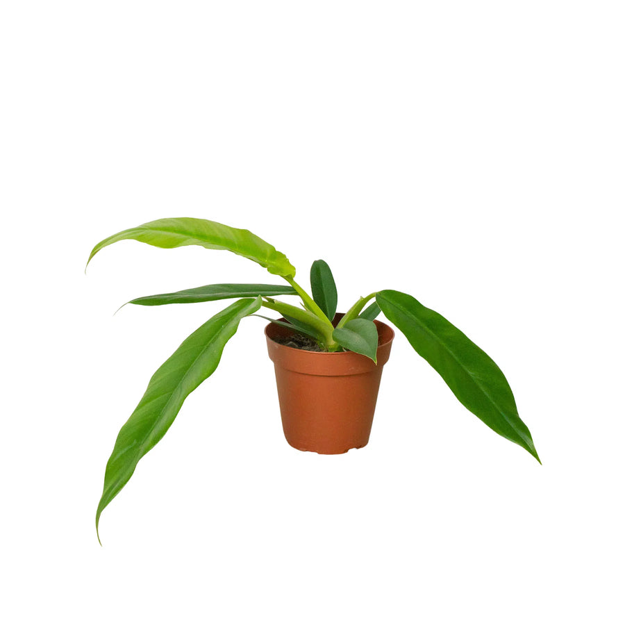 Philodendron 'Narrow Escape'-Indoor Plants-American Plant Supply