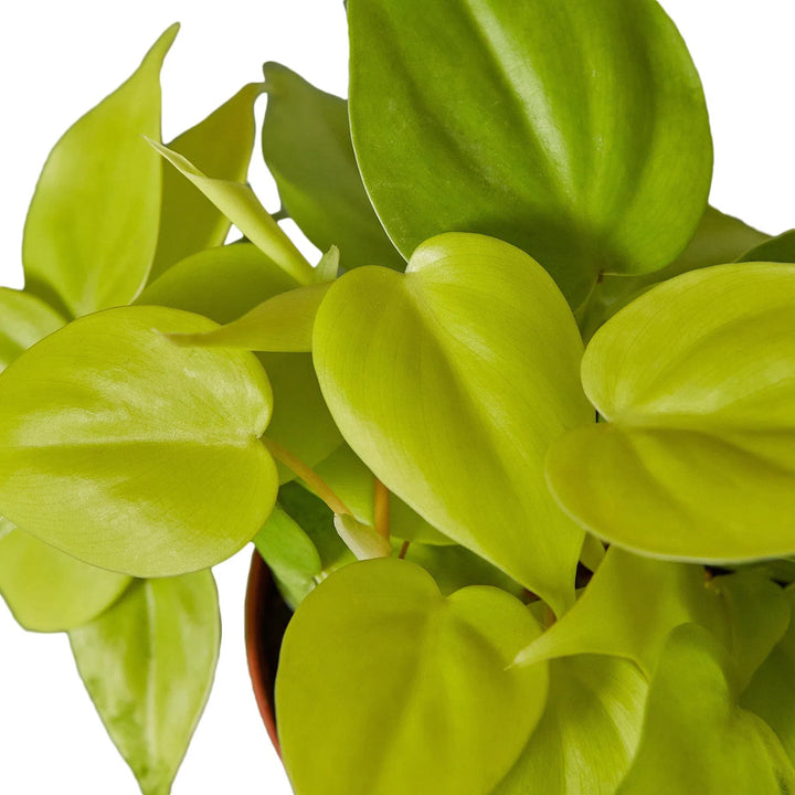 Philodendron 'Neon'-4" Plant-American Plant Supply