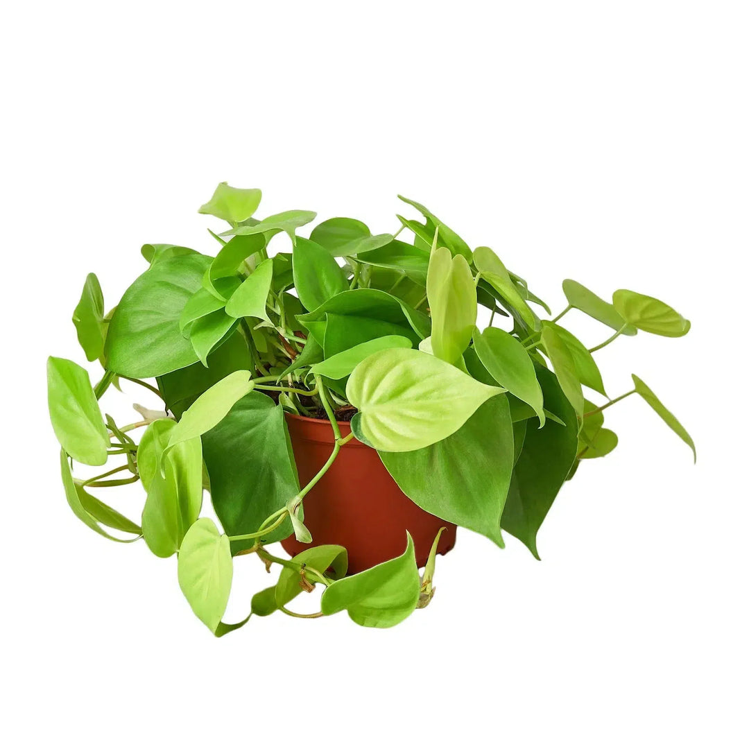 Philodendron 'Neon'-4" Plant-American Plant Supply