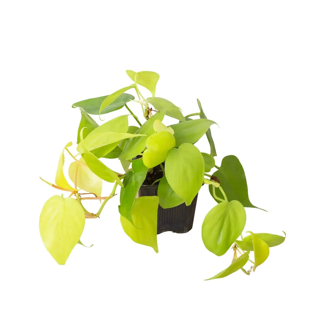 Philodendron 'Neon'-4" Plant-American Plant Supply