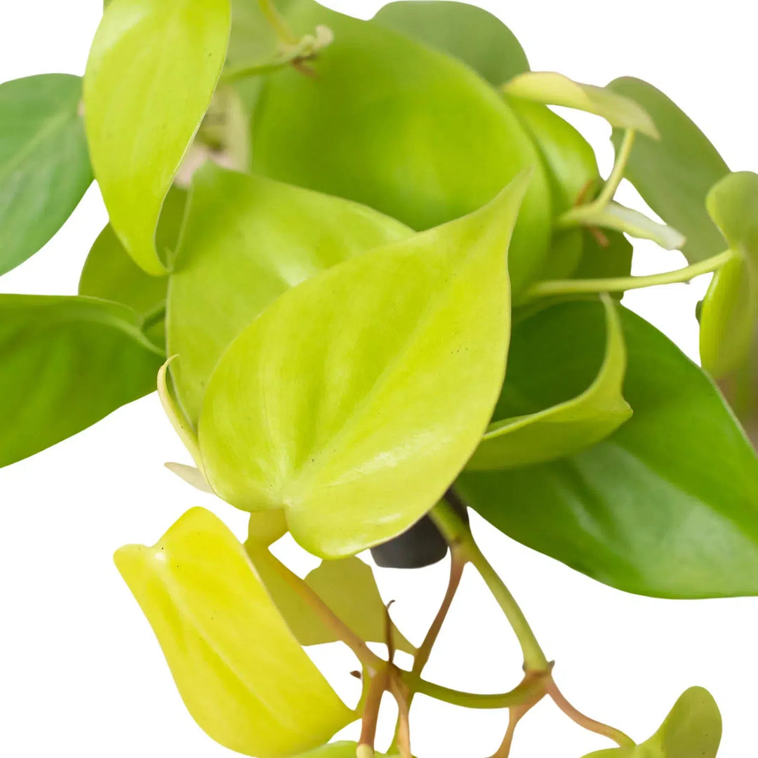 Philodendron 'Neon'-4" Plant-American Plant Supply