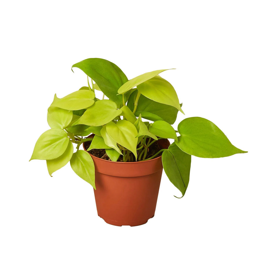 Philodendron 'Neon'-4" Plant-American Plant Supply