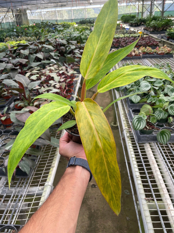 Philodendron 'Orange Marmalade'-Indoor Plants-American Plant Supply