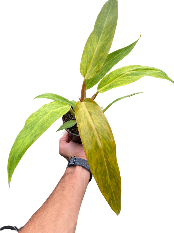 Philodendron 'Orange Marmalade'-Indoor Plants-American Plant Supply