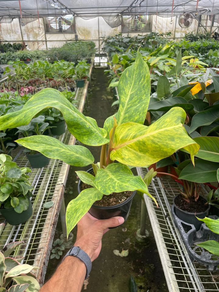 Philodendron 'Orange Marmalade'-Indoor Plants-American Plant Supply