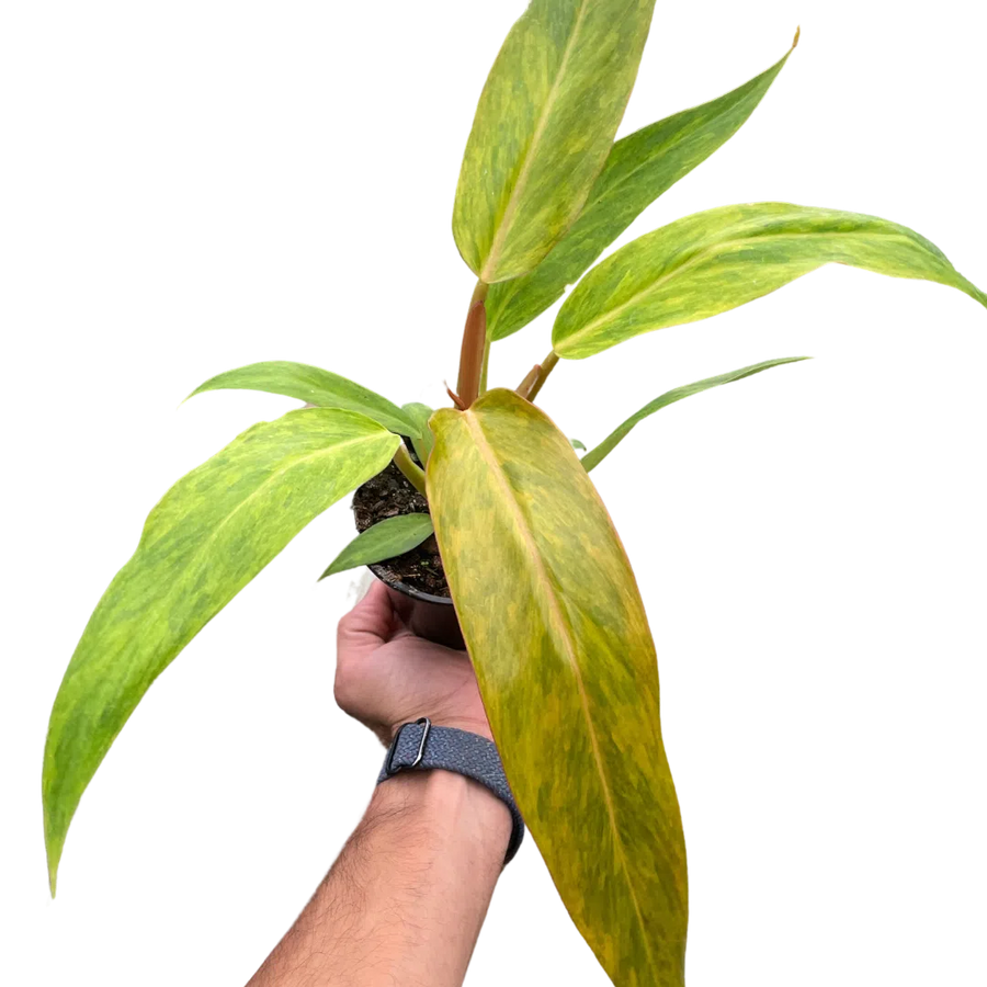 Philodendron 'Orange Marmalade'-Indoor Plants-American Plant Supply