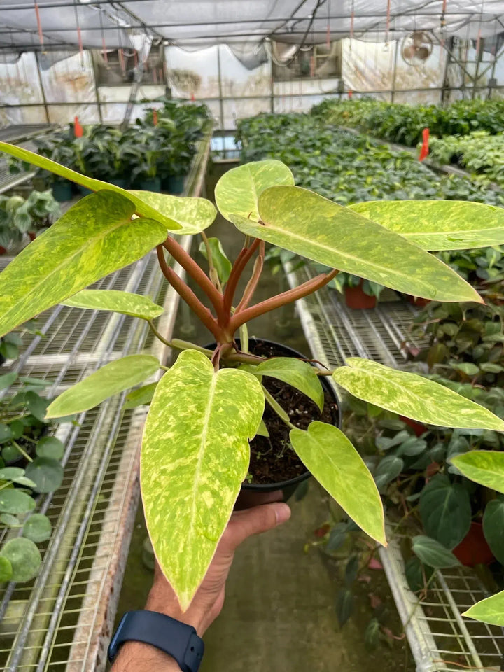 Philodendron 'Painted Lady'-Indoor Plants-American Plant Supply