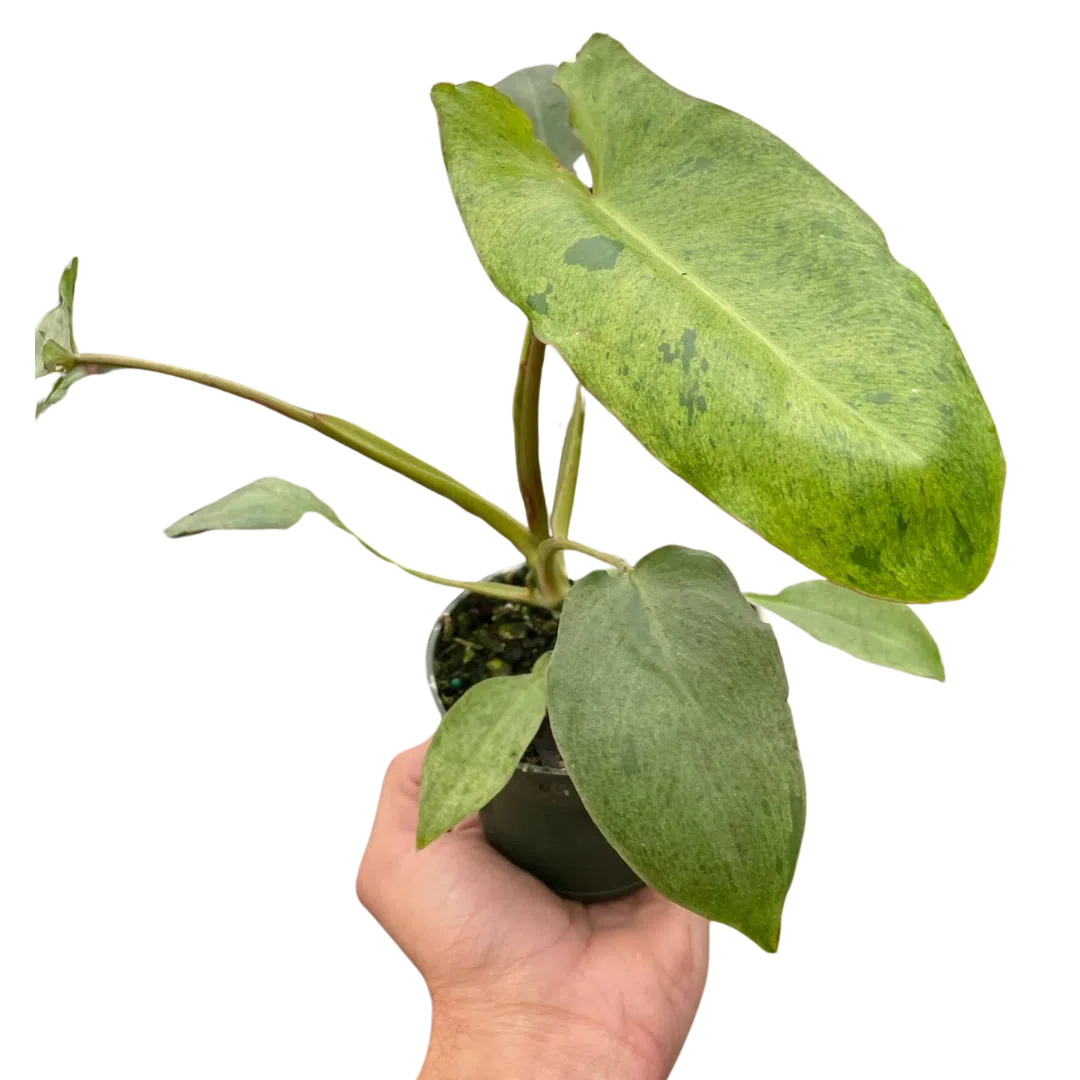 Philodendron 'Paraiso Verde'-Indoor Plants-American Plant Supply