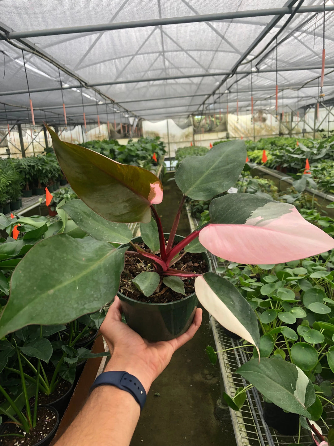 Philodendron 'Pink Princess'-Indoor Plants-American Plant Supply