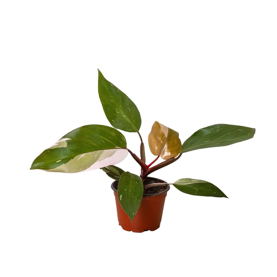 Philodendron 'Pink Princess'-Indoor Plants-American Plant Supply