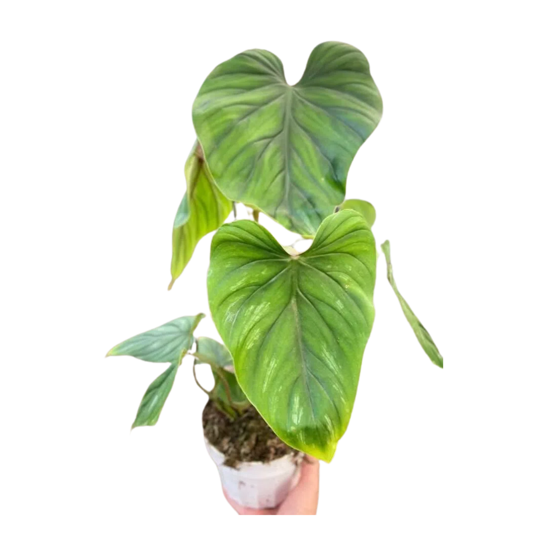 Philodendron PlowManii-Indoor Plants-American Plant Supply